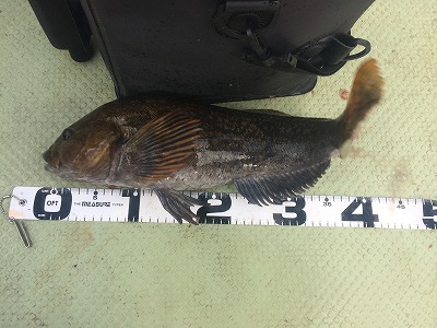 FUMI'S BLOG » シューティンウェイSWS-702L“スイミントレーサー