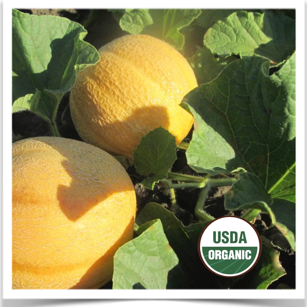 ORGANIC SEED Melon: Minnesota Midget -Prairie Road Organic Seed