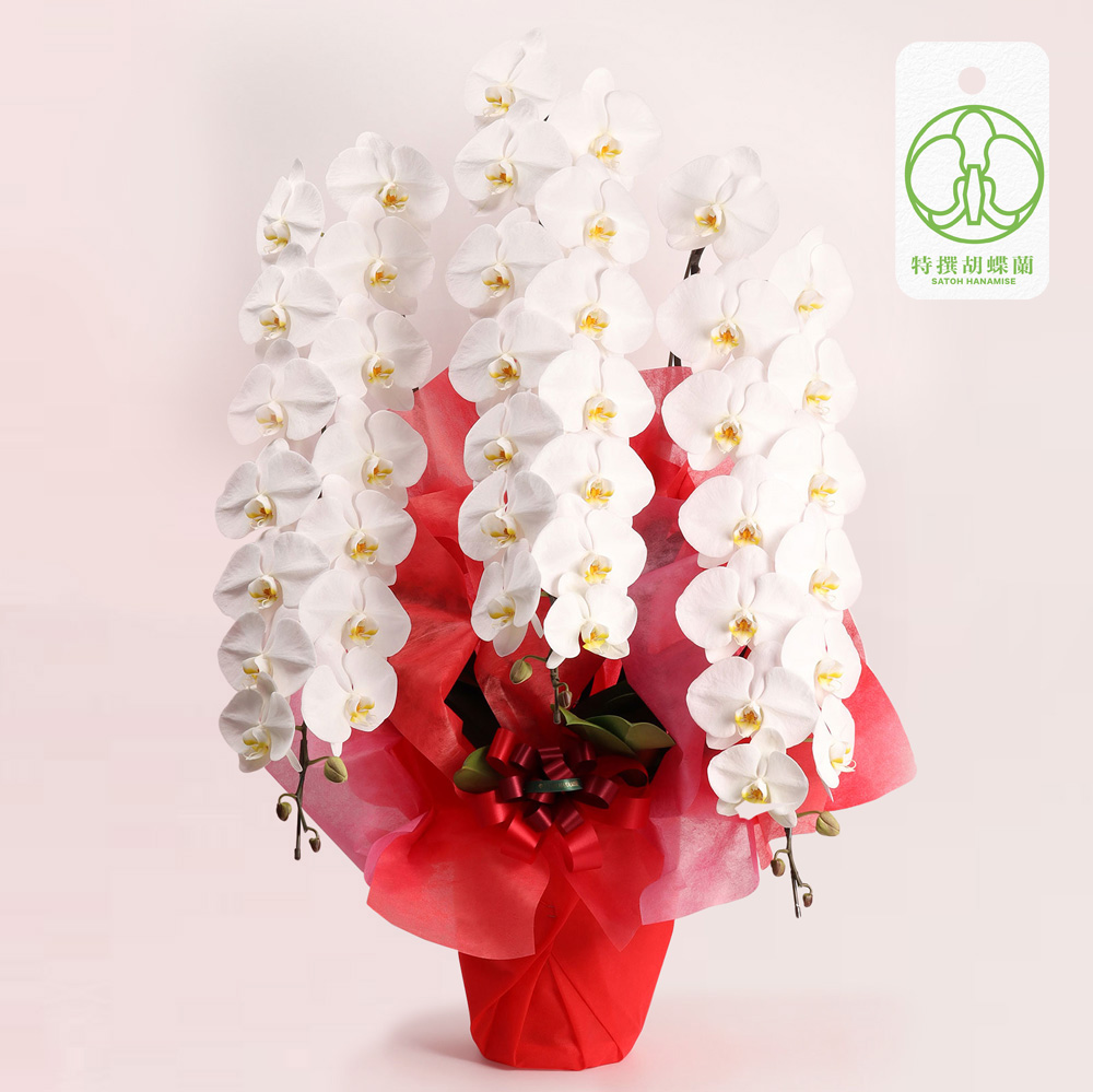 胡蝶蘭/その他蘭類【大阪・中之島/サトウ花店 Since 1928】