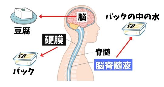 施術メニュー ｸﾗﾆｵｾｲｸﾗﾙ（頭蓋仙骨療法） - 唐津市の整体院 せいたい