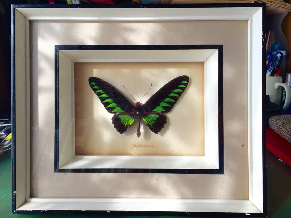 アカエリトリバネアゲハ」の標本 » 「環境社会学 / 地域社会論 琵琶湖