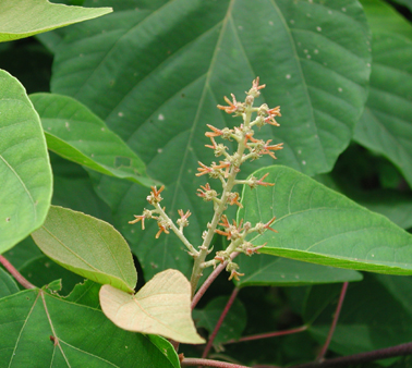 薄田泣菫全集第2巻の植物