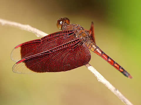 water works » アカスジベッコウトンボ