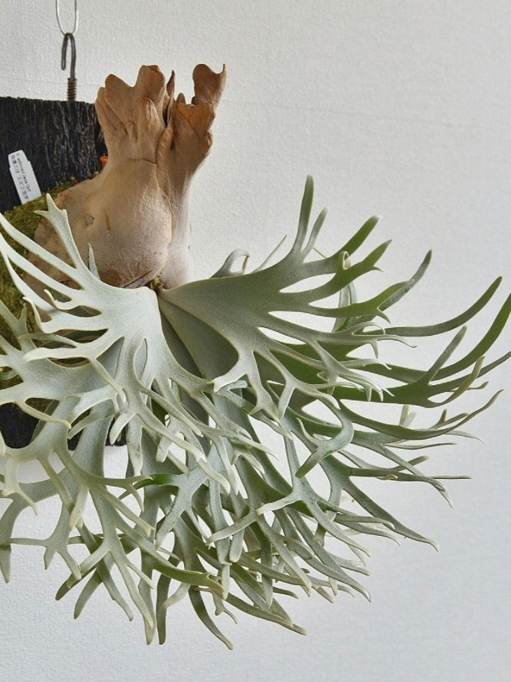 Platycerium Willinckii 'Jade girl' | Welovetropicalplants