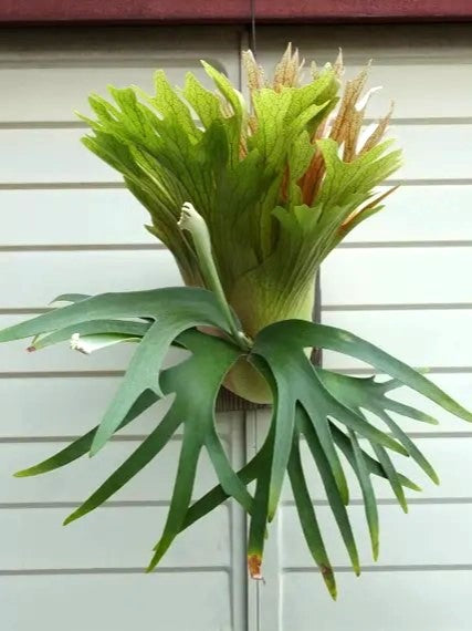 Platycerium SS Foong | Welovetropicalplants