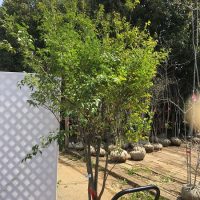 山採りハイノキ 3.0m その4 ※ショップ未掲載 | 八進緑産株式会社