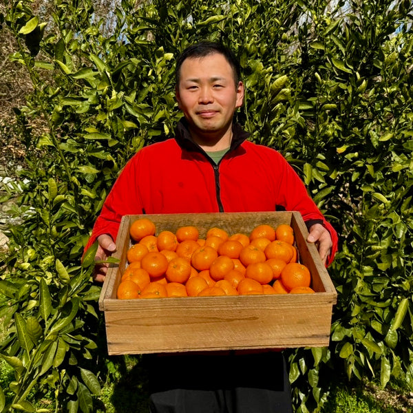 和歌山名物】蔵で貯蔵！志賀農園の蔵出し丹生みかん3kg~ | 5STAR MARCHE