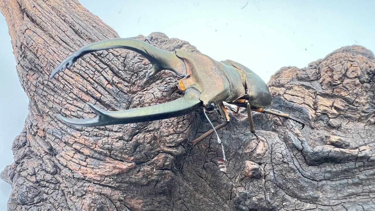 トルンカートゥスホソアカクワガタの飼育方法｜ペアリングから幼虫管理