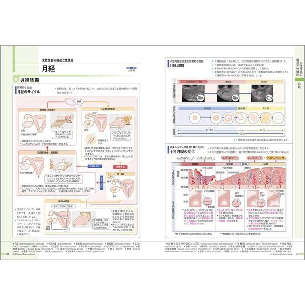 病気がみえる vol.9 婦人科・乳腺外科 第4版 婦人科・乳腺外科 通販