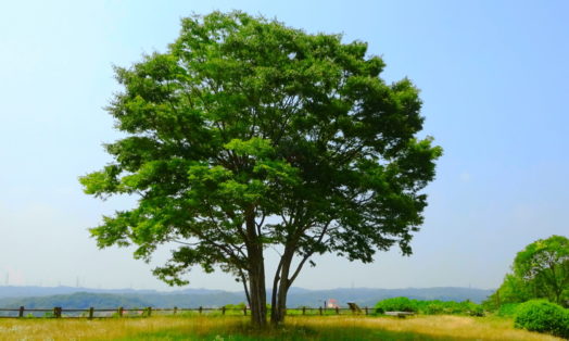 坂本遼（1959年）『きょうも生きて』||| – ||||| YAMADA,Toshiyuki |||