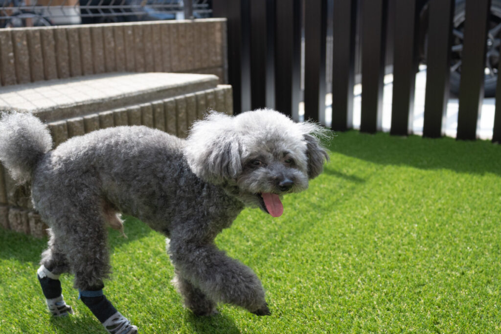 トイ・プードル】クーくん＆アンちゃん＆カフェちゃんのお庭松原市