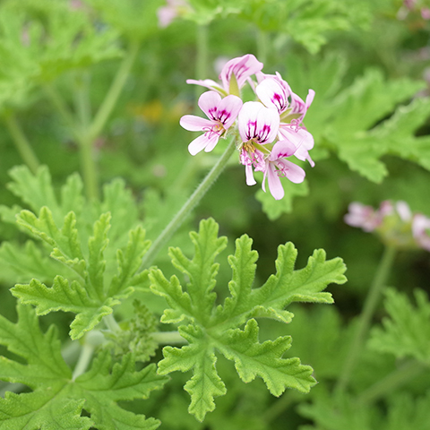 ゼラニウム・ブルボン ｜ プラナロム精油の卸販売 – PRANAROM商品仕入