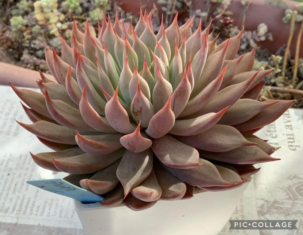 季節はめぐる | こゆきさんちの多肉ちゃん