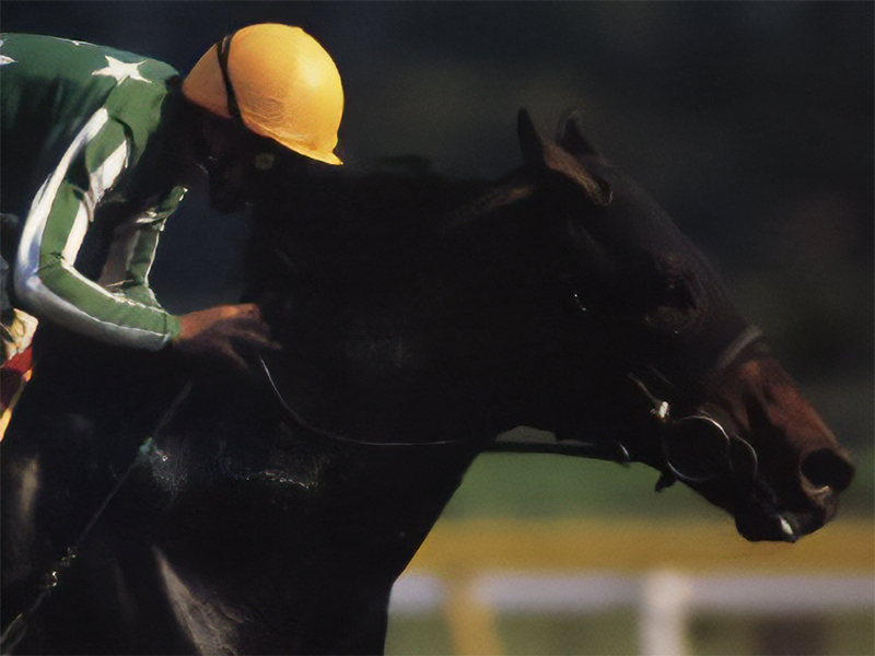 タイキブリザード | 大樹レーシングクラブ公式サイト