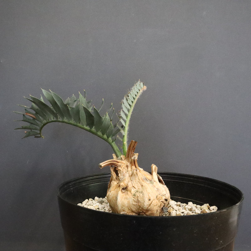 エンセファラルトス ホリダス 56 – TaiShoDo ONLINE SHOP