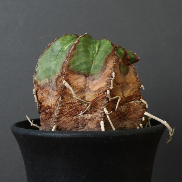 ユーフォルビア – TaiShoDo ONLINE SHOP