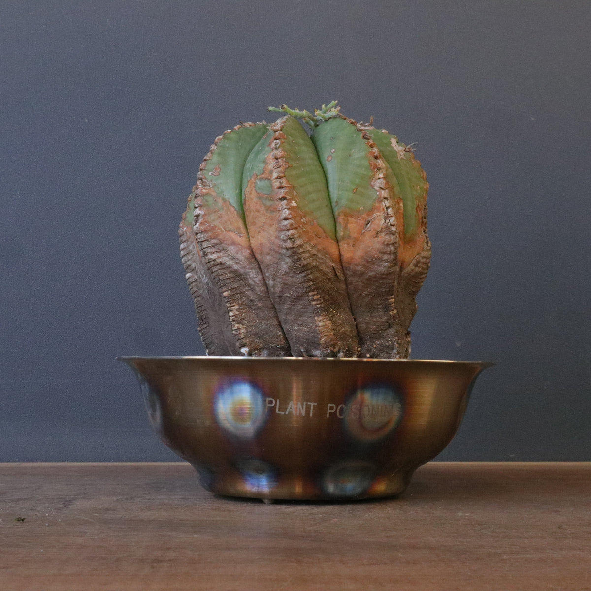 ユーフォルビア – TaiShoDo ONLINE SHOP