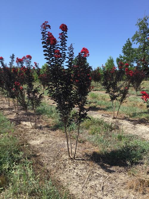 Lagerstroemia Black Diamond™ 'Red Hot' Red Hot Crape Myrtle from