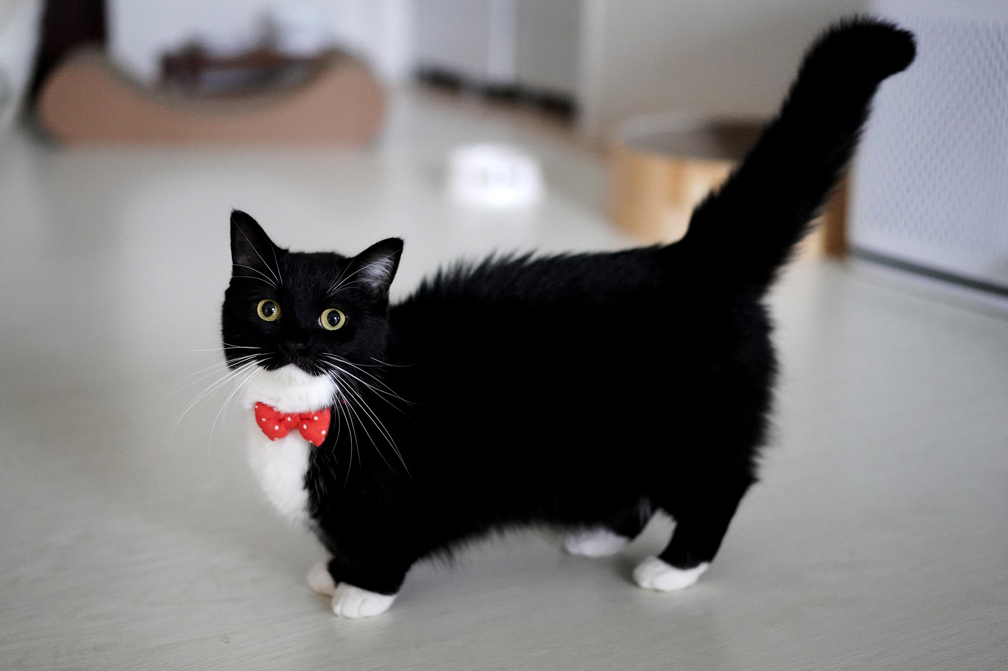 猫の合同写真展＆物販展「ねこ休み展 夏 2024」