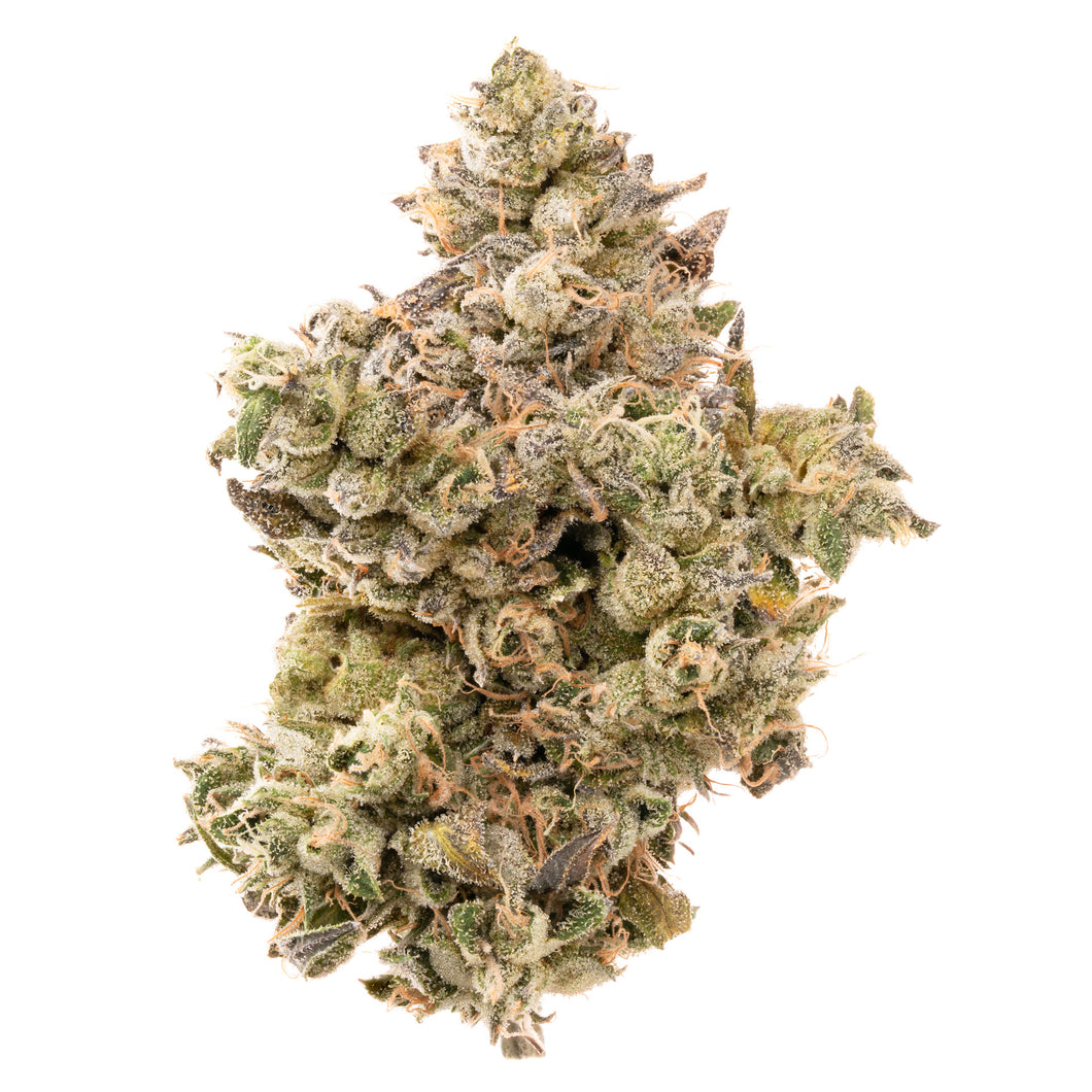 Sh3rb3rt – Team Elite Genetics