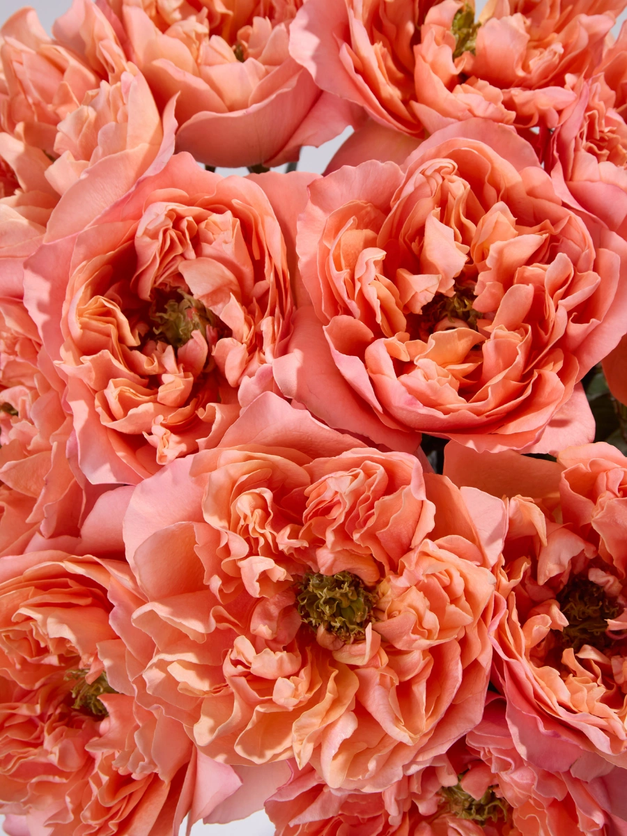 Dragonfly - Tessa The Finest Flowers