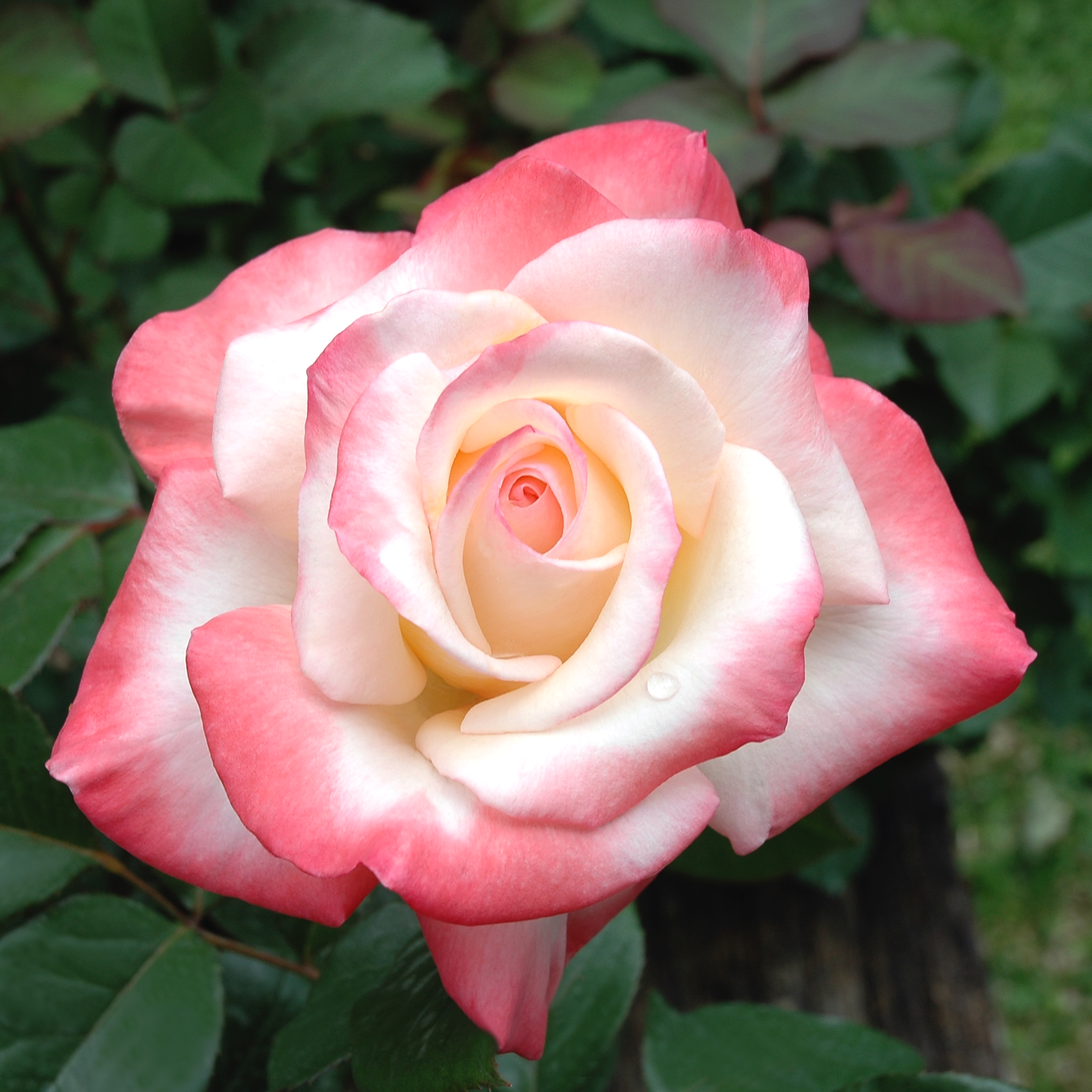 June 2018: Jubilee Celebration – Texas Rose Lady