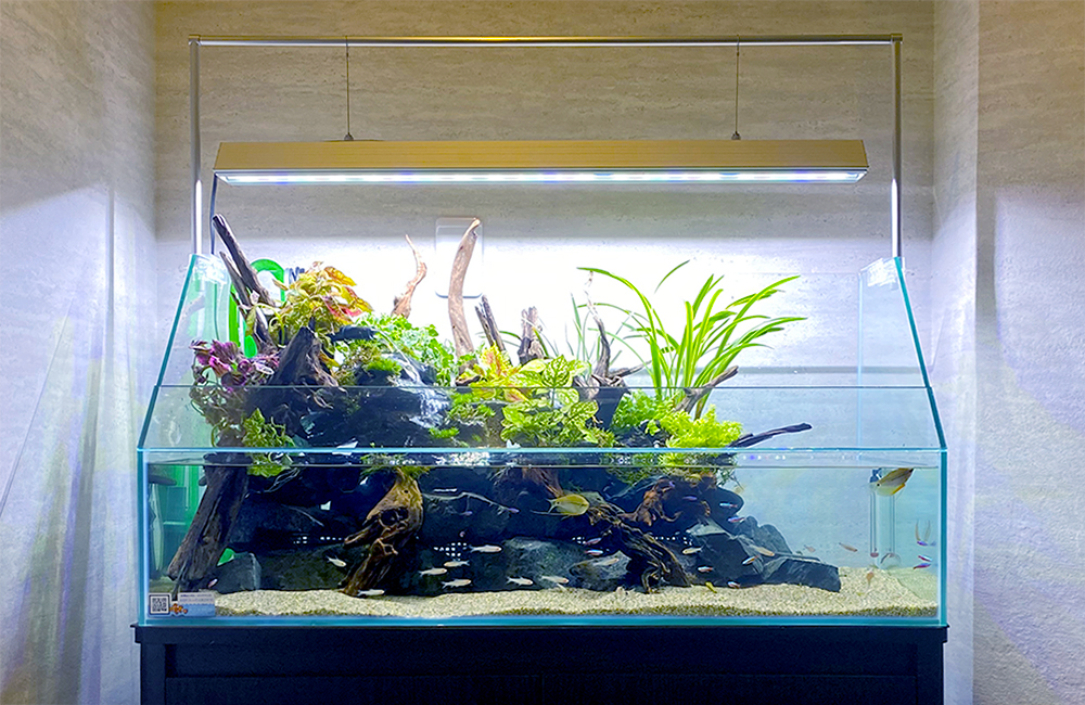 アクアテラリウム水槽のおすすめベスト5・専用水槽で快適に楽しもう