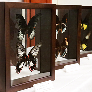 大型標本箱(ドイツ箱？)3個セット 大型標本箱(ドイツ箱？)3個セット