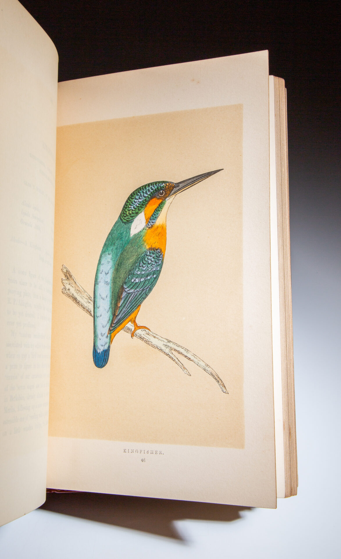 A History Of British Birds - The First Edition Rare Books