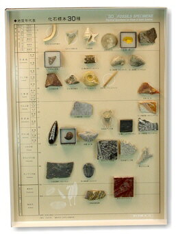 楽天市場】化石 標本 セットの通販