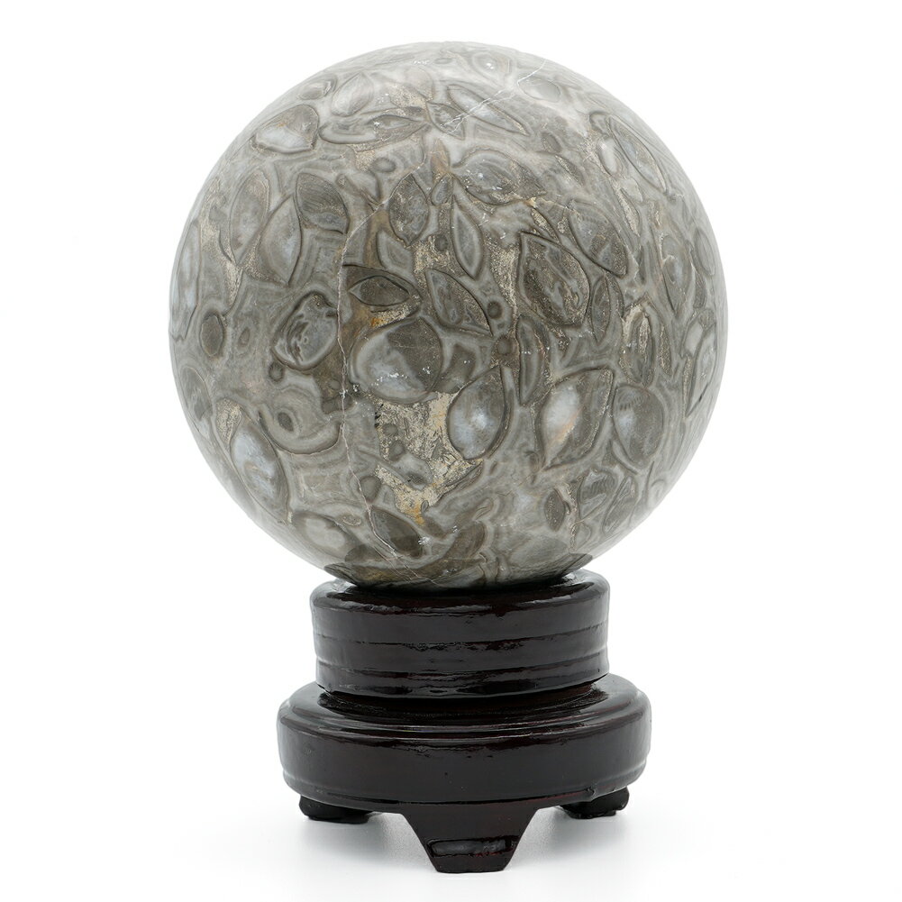 楽天市場】ウミユリ化石の通販