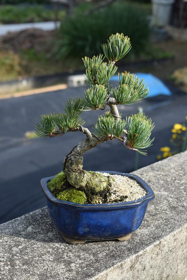 楽天市場】五葉松瑞祥の通販