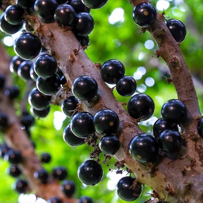 楽天市場】ジャボチカバ 小葉の通販