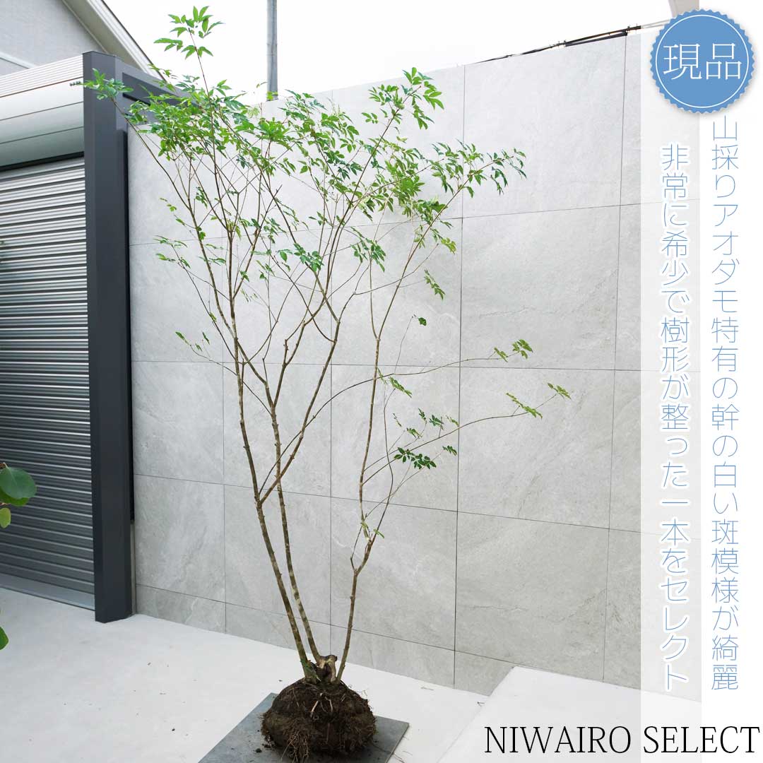 逸品。山採りアオハダ3.2M(鉢底から) 逸品。山採りアオハダ3.2M(鉢