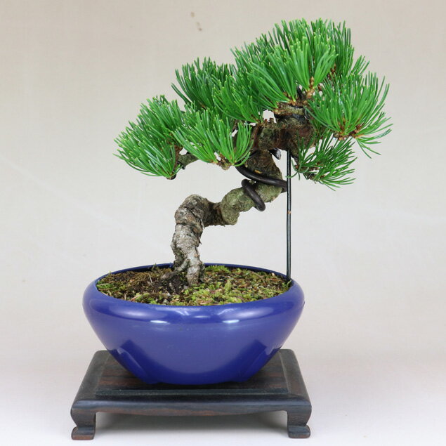 八房五葉松セット 10鉢 八房五葉松セット 10鉢 八房五葉松セット 10鉢