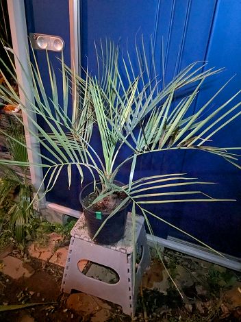 楽天市場】ココスヤシ シルバーの通販