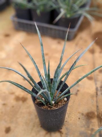 楽天市場】フィリフェラ ユッカの通販