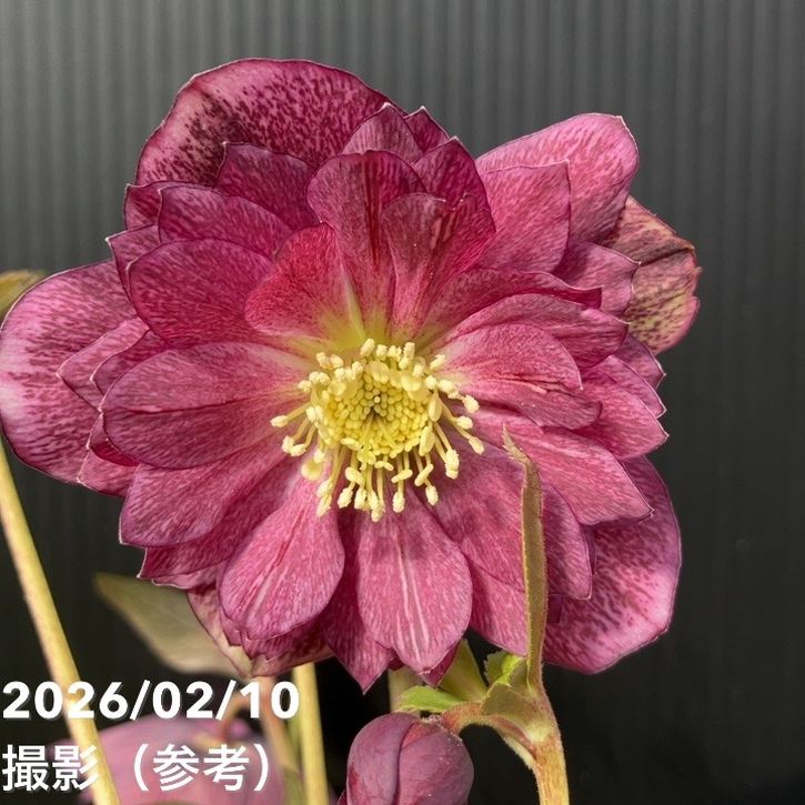 楽天市場】広瀬園芸 クリスマスローズ ソレイユの通販