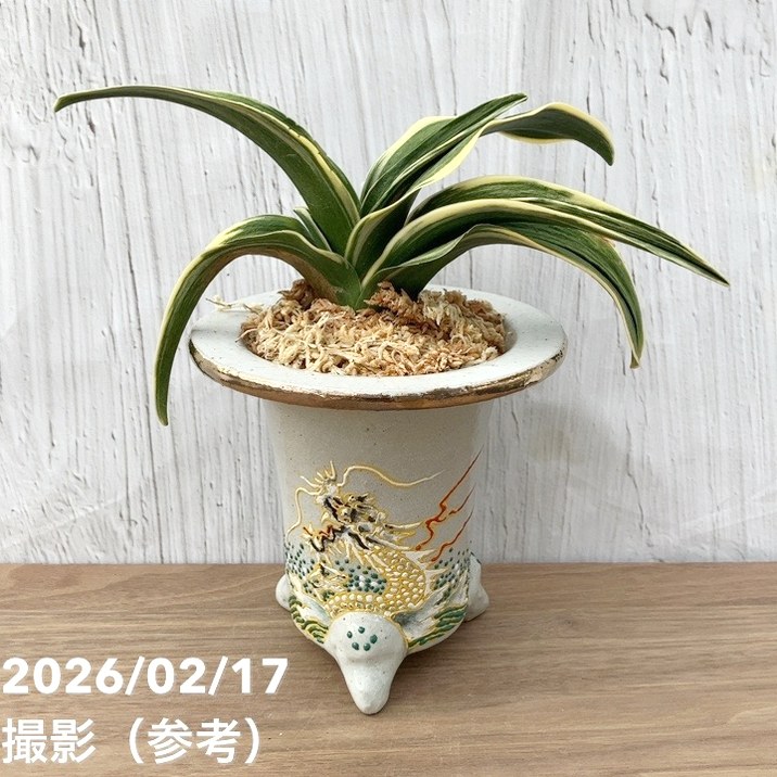 楽天市場】万年青 甲竜の通販