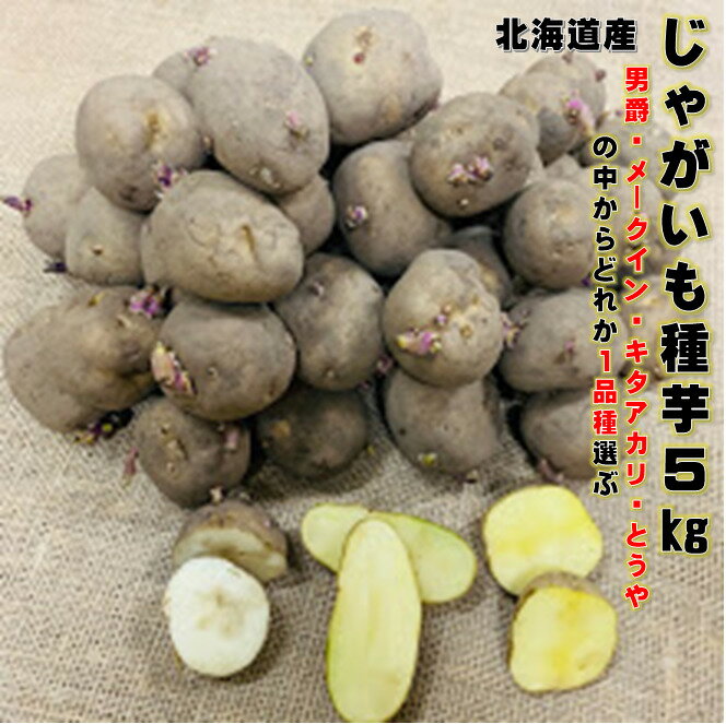楽天市場】じゃがいも 種芋（種類（植物）ジャガイモ）の通販