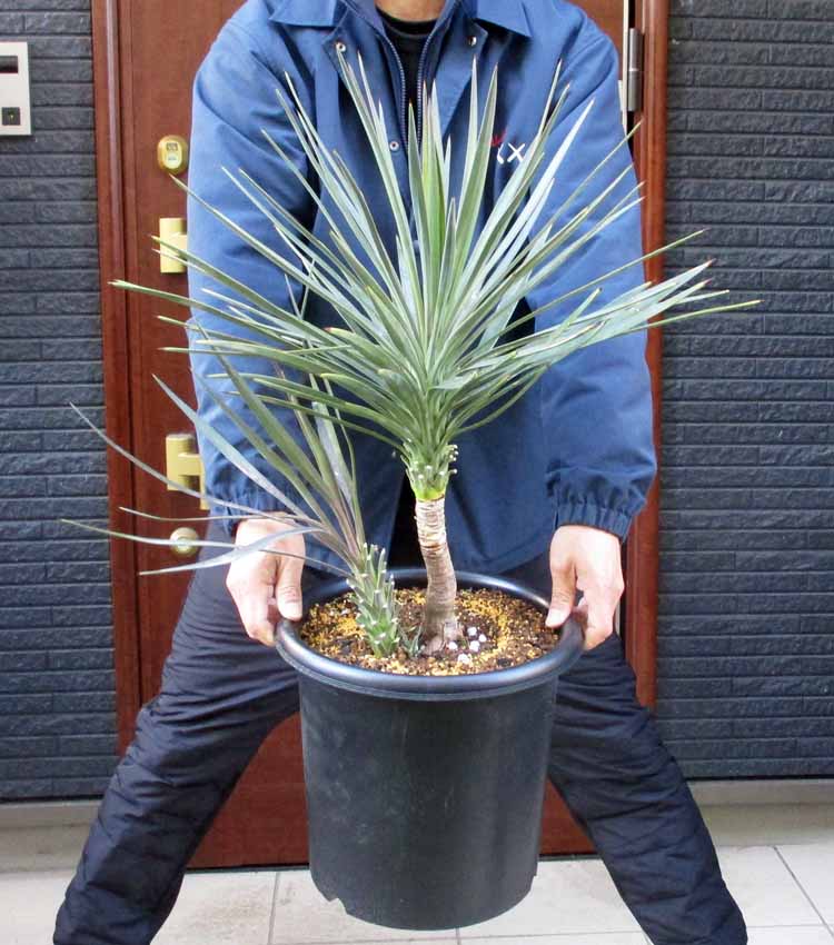 楽天市場】ユッカ・アロイフォリア（花・観葉植物｜花・ガーデン・DIY