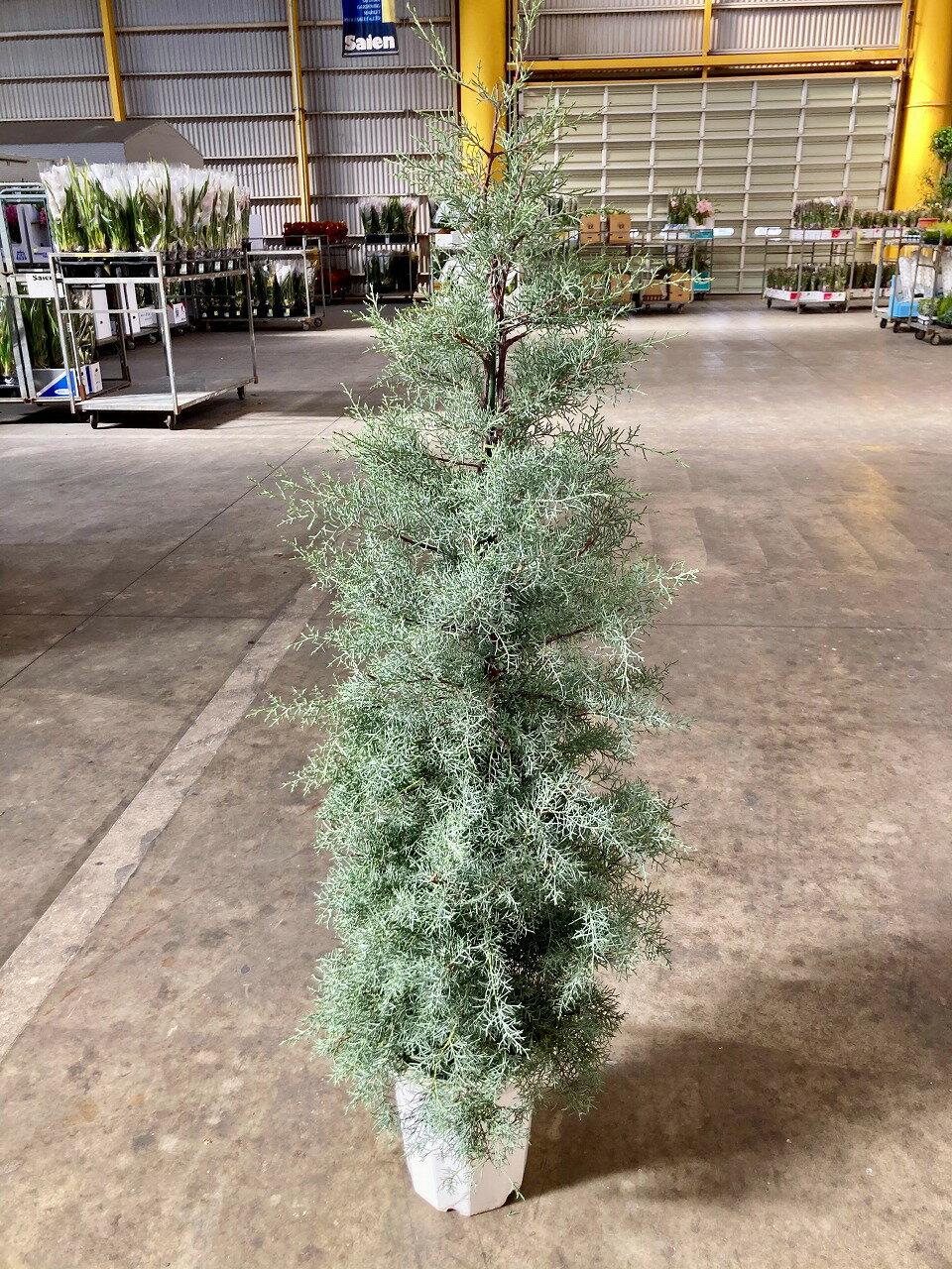 楽天市場】観葉植物 ブルーアイスの通販