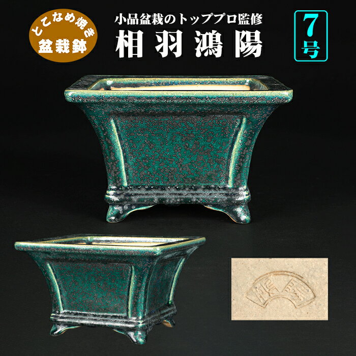 楽天市場】鴻陽 鉢の通販