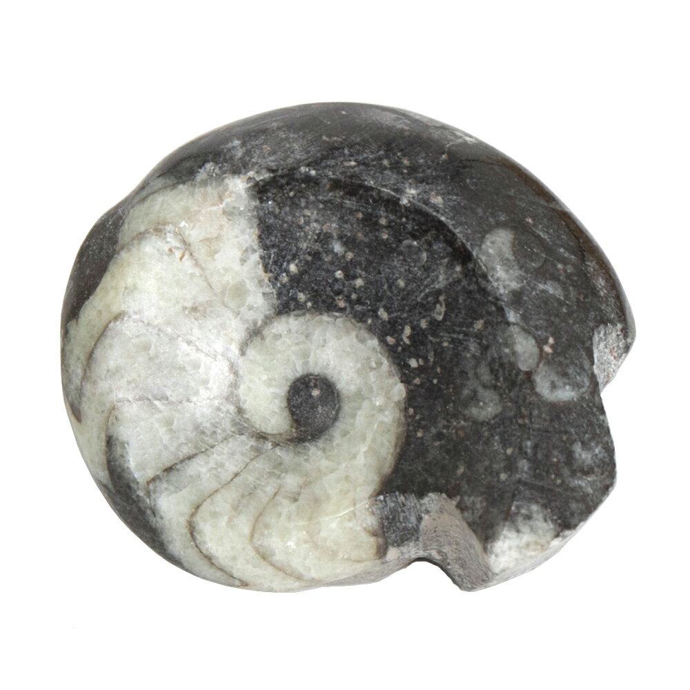 楽天市場】モロッコ 化石 アンモナイトの通販