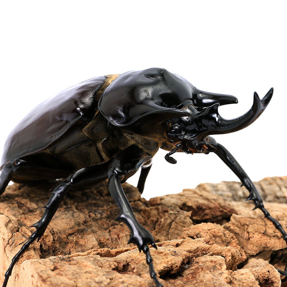 楽天市場】エレファスゾウカブト（生体｜昆虫）：ペット・ペットグッズ