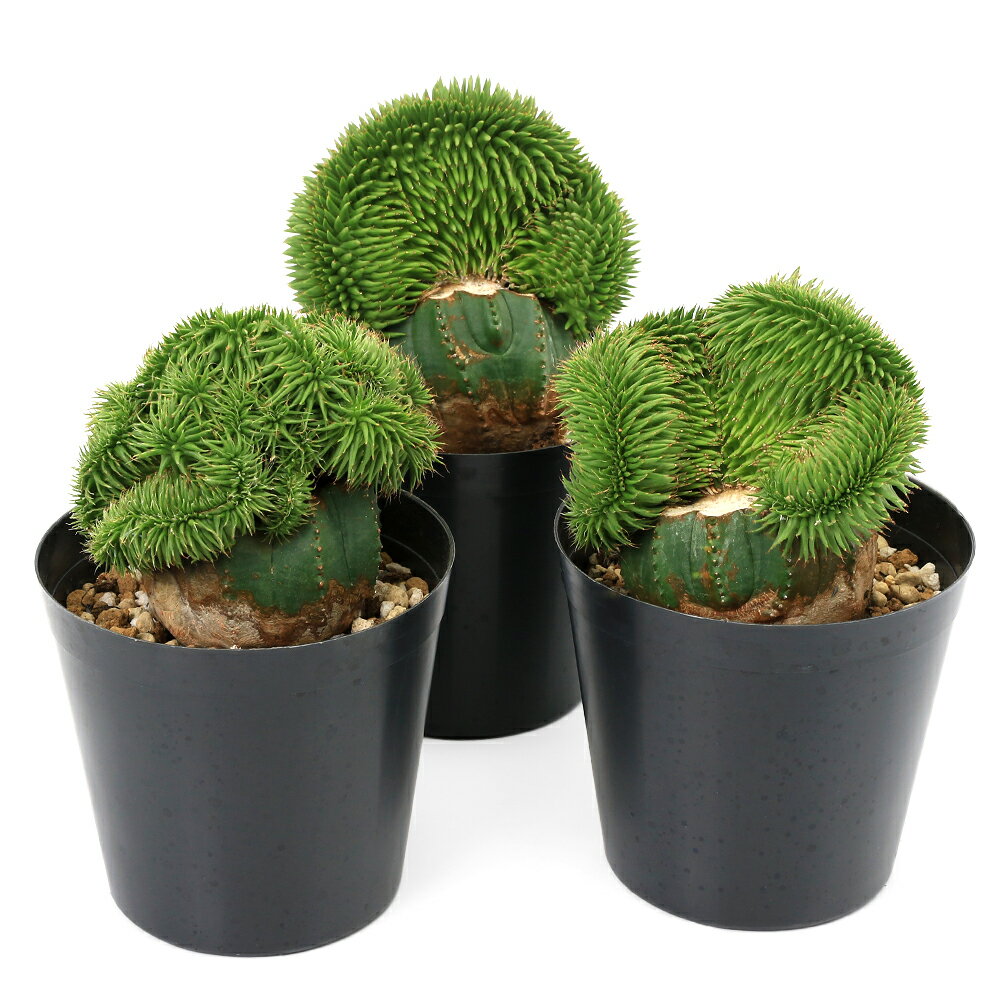 楽天市場】綴化（観葉植物｜花・観葉植物）：花・ガーデン・DIYの通販