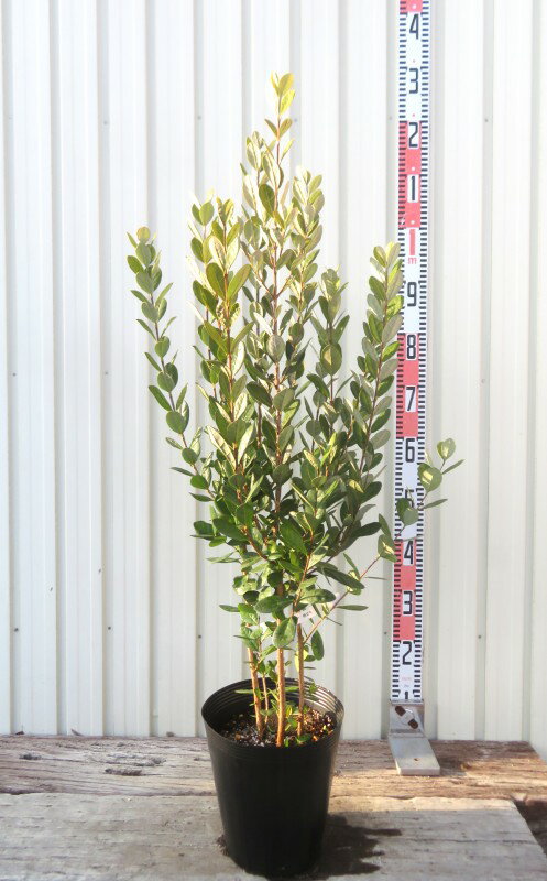 楽天市場】フェイジョア（ガーデニング・農業｜花・ガーデン・DIY）の通販