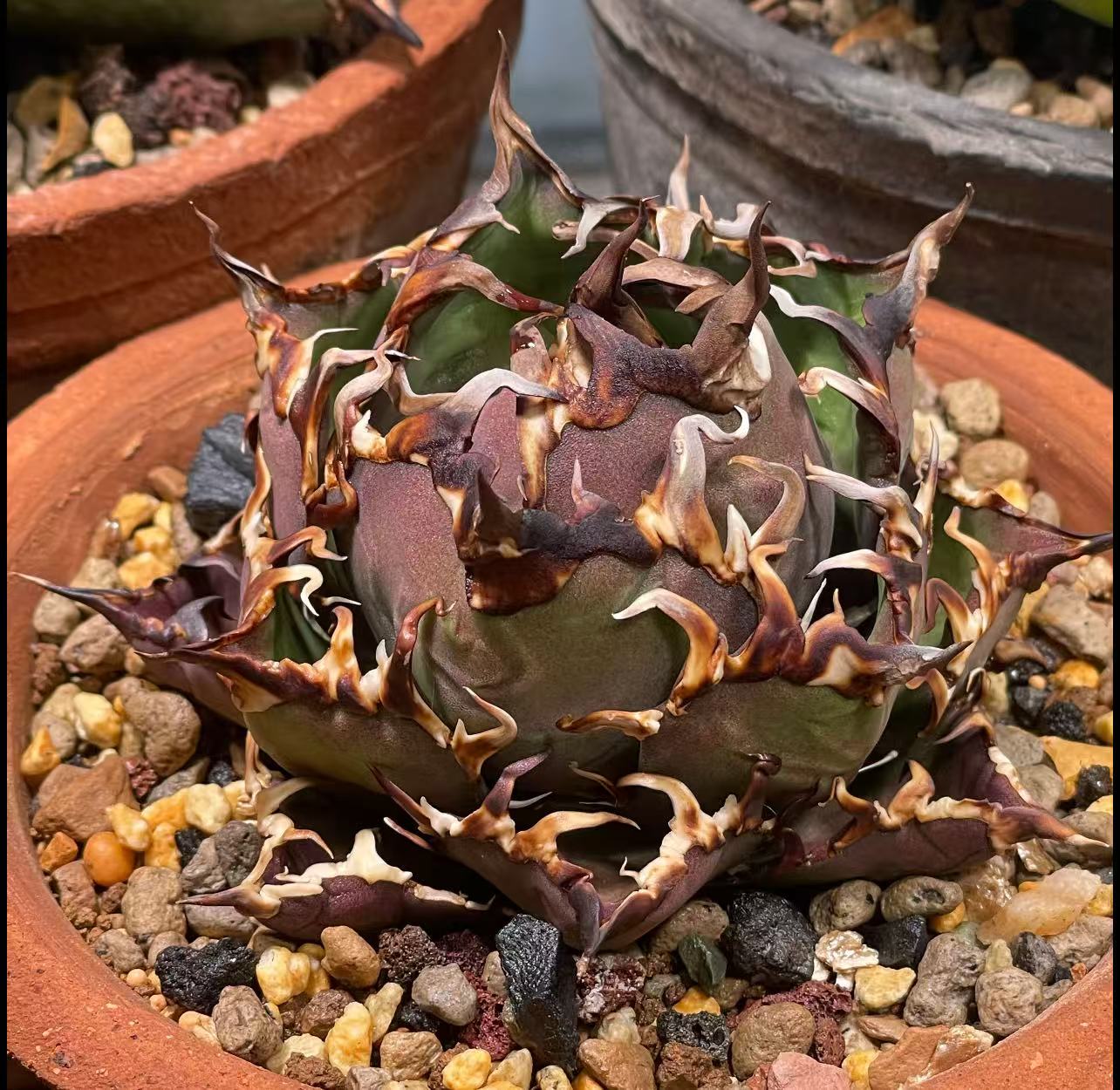 楽天市場】アガベ チタノタ 悪魔の通販