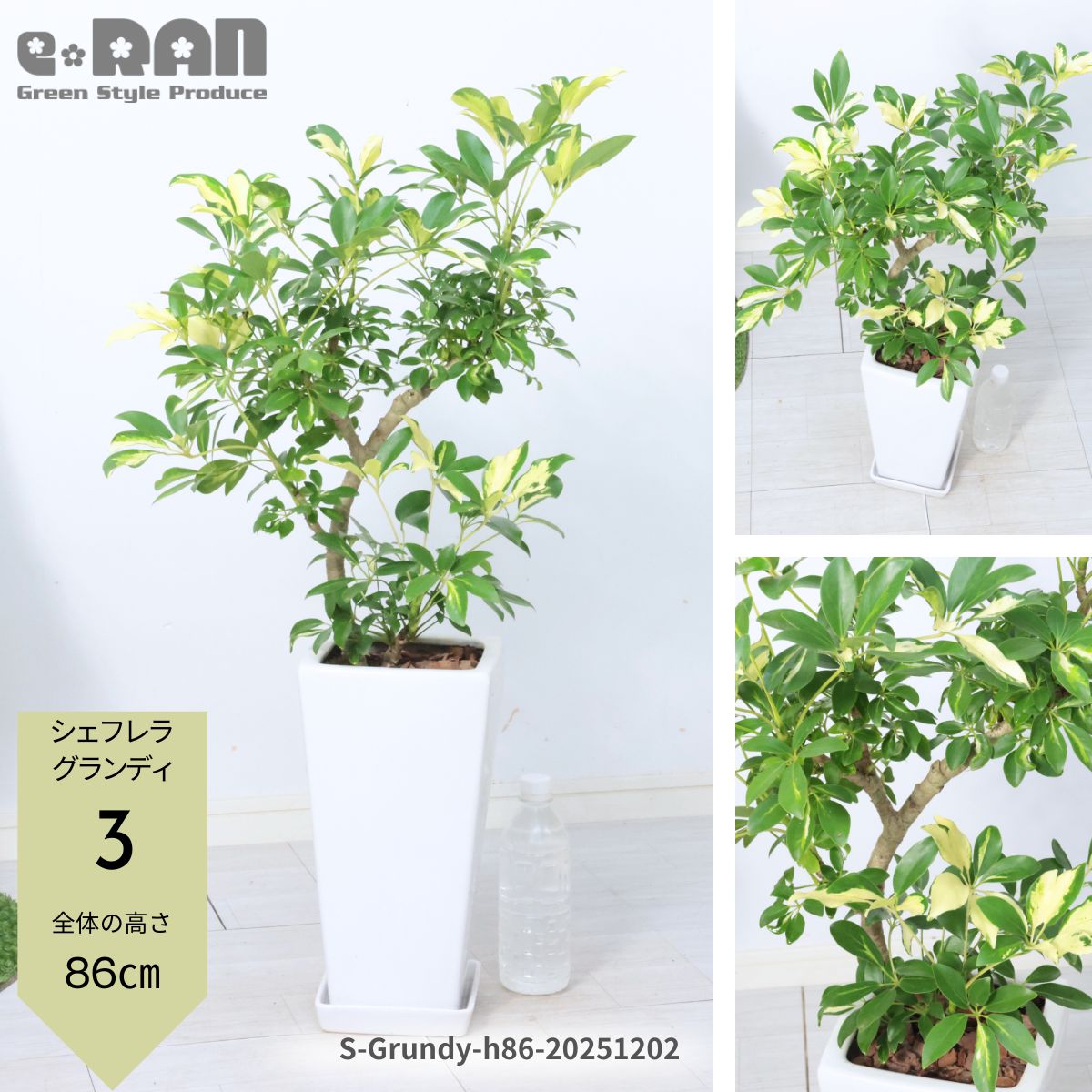 楽天市場】シェフレラ グランディの通販