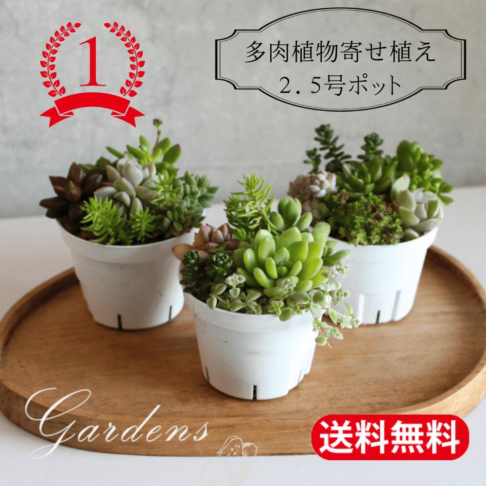 楽天市場】寄せ植え セットの通販